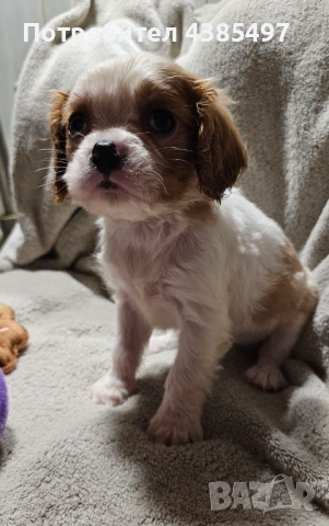 Кученца Кавалер Кинг Чарлз шпаньол, мъжки и женски, снимка 6 - Кавалер кинг чарлз шпаньол - 53898090