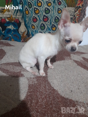 Продавам чихуахуа, снимка 7 - Чихуахуа - 52654005