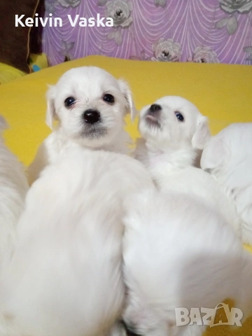 мини малтийски болонки, снимка 2 - Болонка - 54283758