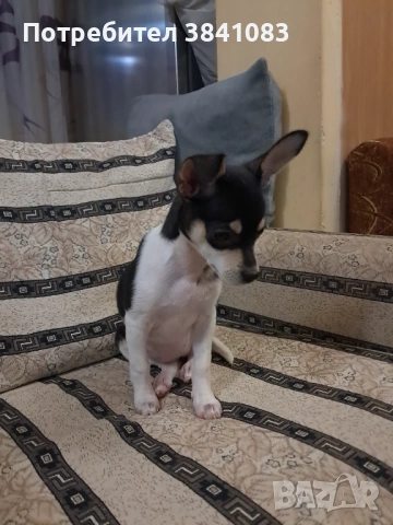 Чихупинчер на 3 месеца , снимка 4 - Чихуахуа - 53998678