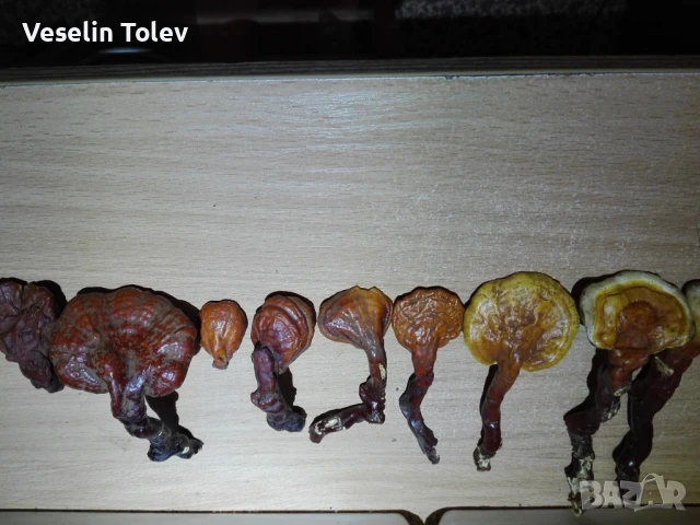 Сушени медицински гъби рейши, снимка 3 - Хранителни добавки - 51001554