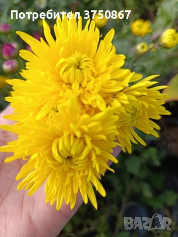 💞😍♥️ Уникални български хризантеми – селекция, създадена с грижа! 💞♥️💞, снимка 13 - Градински цветя и растения - 50782033