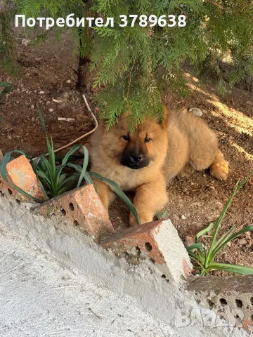 Чау - Чау  💙🐾🐶 Най-пухкавите Чау Чау женски очакват своите нови семейства , Много скоро 🎉🪭❤️✨🐾🥰🐩➡️⤵️, снимка 3 - Чау Чау - 55342819