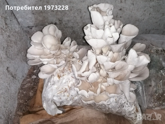 Заразени чували с гъби кладница и мицел, снимка 3 - Други - 54139182