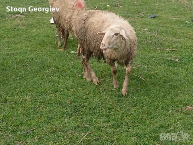 Коч рогат, снимка 4 - Овце - 54155421