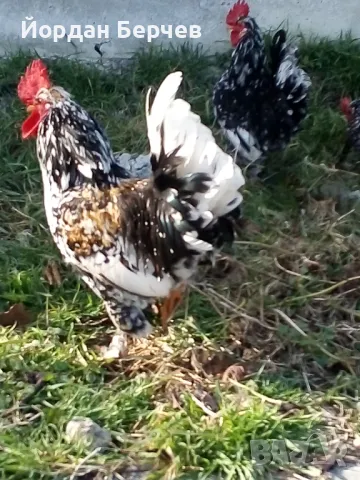 Японски петлета, снимка 6 - други­ - 48949968