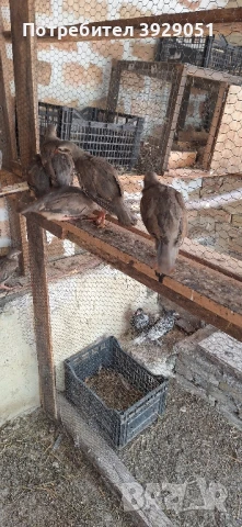 Продавам кеклици , снимка 1