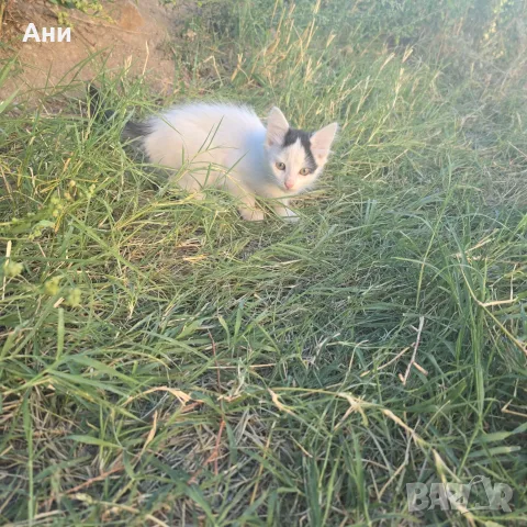 Котета на два месеца и майката на една годинка, снимка 7 - Други - 56168290
