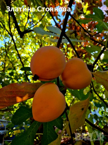 Домашна Райска Ябълка - ПОСЛЕДНИ КОЛИЧЕСТВА