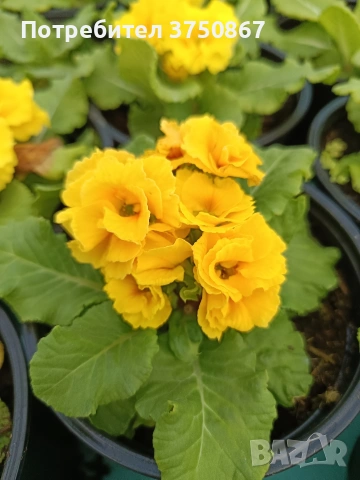 🌿💞🌸 Кичеста иглика, тип розичка, снимка 3 - Градински цветя и растения - 53068918