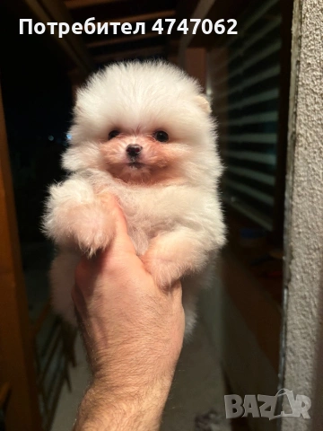 Померан мъжки