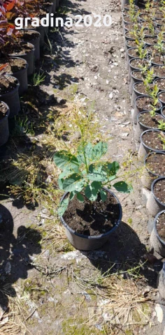 Смрадлика - Зелена, снимка 3 - Разсади - 51385406