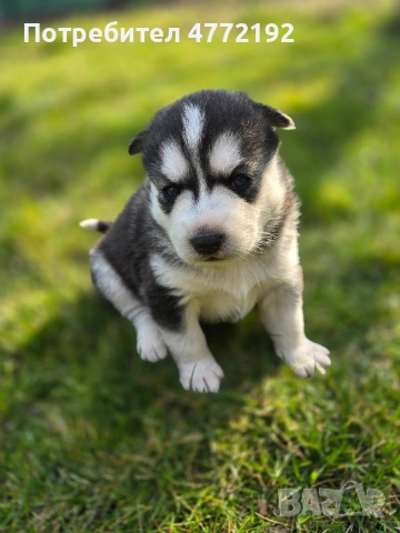 Малки Сибирски Хъскита, снимка 9 - Хъски - 53917126