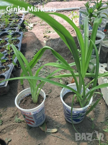 Хемерокалис- 1.20 евро, снимка 2 - Градински цветя и растения - 54338149