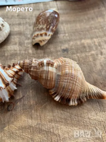 Лот редки раковини от Карибските острови(4 броя), снимка 5 - Морски сувенири - 47824760