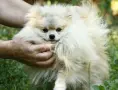 Померан Померанче мъжки, снимка 4