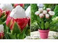 Сладоледено лале (Ice Cream Tulip), снимка 3
