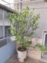 Дърво лимон-плододаващо, снимка 1