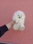 Чисто бели мини Померани. Реални снимки !!! , снимка 4