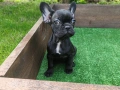 Френски булдог , снимка 3