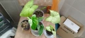 Филодендрон (Philodendron) / Сингониум (Syngonium), снимка 4