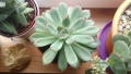 Красула Тенелли - Crassula mesembryanthemoides 'Tenelli / Ешеверия - Echeveria pulidonis Rondo , снимка 8