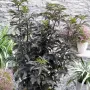Бъз „Черна кула“ – Sambucus nigra ‘Black Tower’, снимка 4