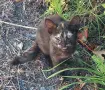 Подаряваме котета., снимка 1
