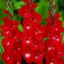 🌸 Луковици Гладиоли (Gladiolus), снимка 1