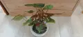Филодендрон (Philodendron) / Сингониум (Syngonium), снимка 4