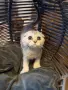 Британски / шотландски котета , снимка 9