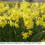 Нарцис (Narcissus 'Sabrosa') - луковици, снимка 1
