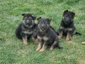 малки немски овчарки, снимка 8