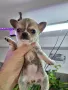 Чихуахуа Джудже момиче., снимка 2