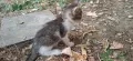 Пет малки котенца си търсят истинско семейство!, снимка 3
