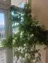 Продавам 3броя фикус бенджамин, снимка 2