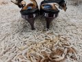Елегантни дамски обувки, снимка 4