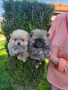 Померани , снимка 3
