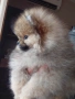 продавам померан , снимка 3