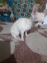 Продавам чихуахуа, снимка 7