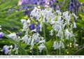 Испански хиацинтоидес, лъжезюмбюл – бял (Hyacinthoides hispanica 'Alba Maxima') – луковици, снимка 1