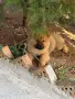 Чау - Чау  💙🐾🐶 Най-пухкавите Чау Чау женски очакват своите нови семейства , Много скоро 🎉🪭❤️✨🐾🥰🐩➡️⤵️, снимка 3