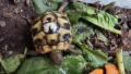 Костенурка , Testudo Hermanni Boettgeri, снимка 1
