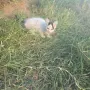Котета на два месеца и майката на една годинка, снимка 7