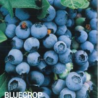 Боровинки(разсад) сортове BlueCrop, Duke, Chandler и Червена Боровинка, снимка 5 - Градински цветя и растения - 42411377