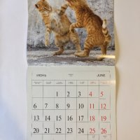 Стенен календар 2011 Котки, снимка 10 - Други - 38776717