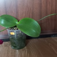 Ароматна орхидея фаленопсис Sogo relex, снимка 2 - Стайни растения - 37088189