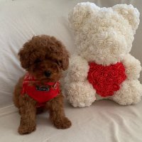 Пудел той червени Poodle toy red, снимка 4 - Пудели - 40449381