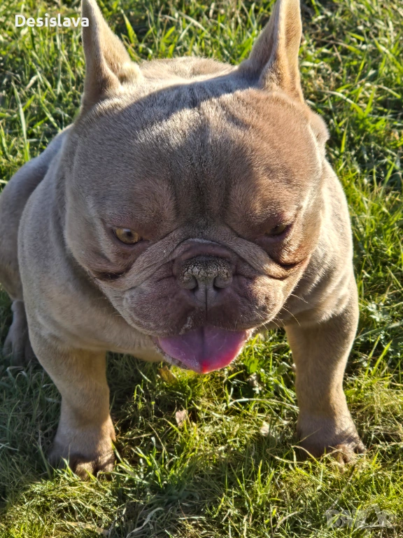 Клубен внос от Англия, снимка 1