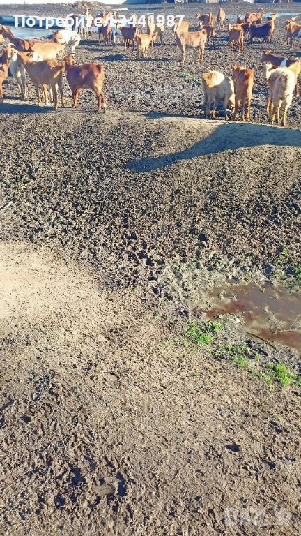 Мъжки ярета , снимка 1